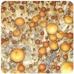 Псилоцибиновые (галлюциногенные)  грибы Psilocybin "Golden Teacher" в Вилючинске