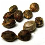 Семена марихуаны АК-47  (Seeds AK-47) в Вилючинске